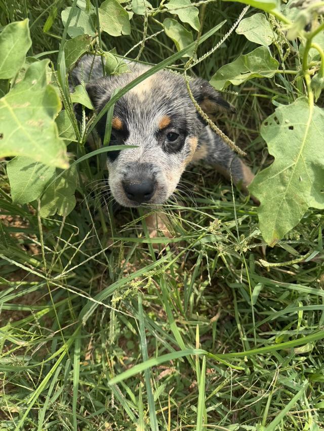 Australian Cattledog รูปที่ 14