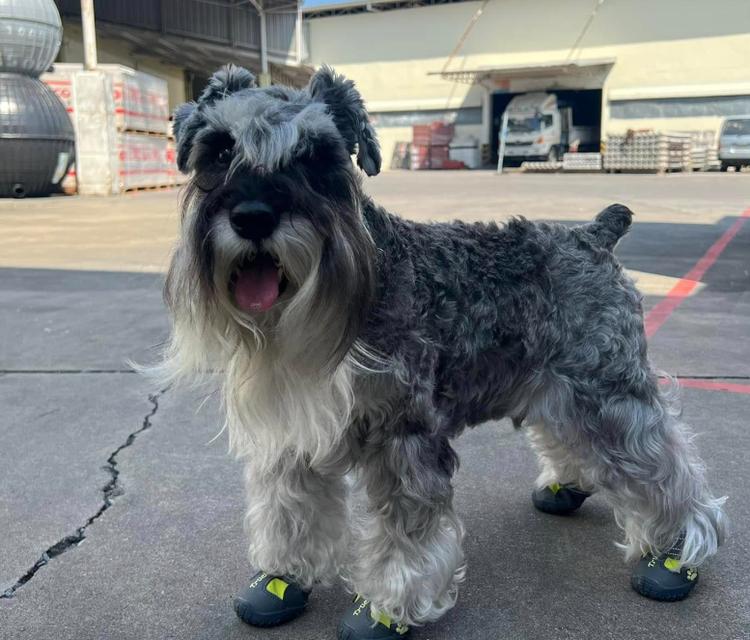 Schnauzer สุดเท่ 3