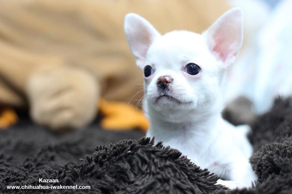 จำหน่ายลูกสุนัขชิวาวา