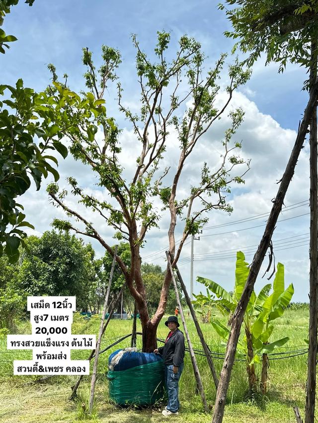 เสม็ดแดง