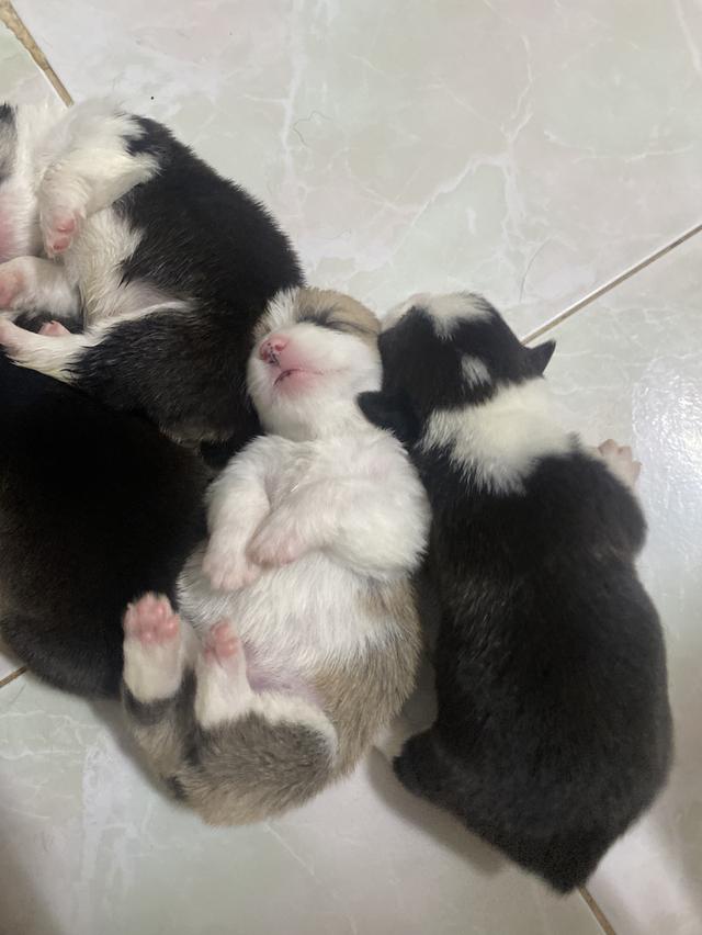 คอร์กี้