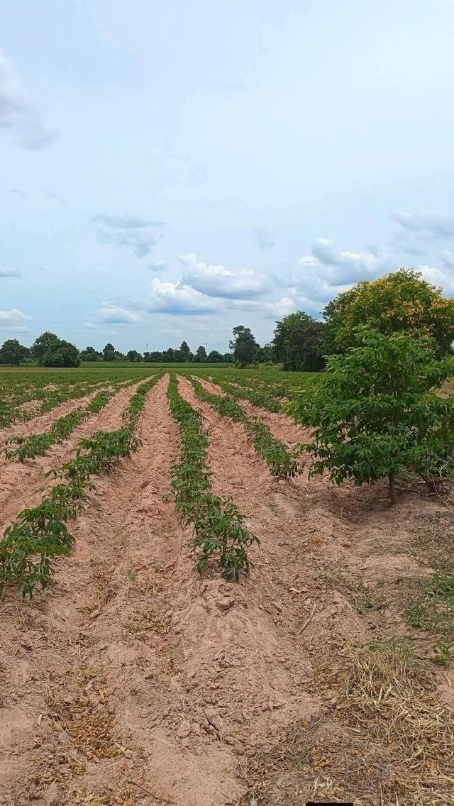 ขายที่13ดินขามทะเลสอนครราชสีมาไร่ละ1,300,000บาท ติดถนนเลียบมอเตอร์เวย์M6 5