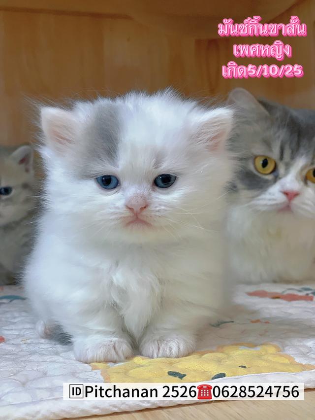 แมวขาสั้น