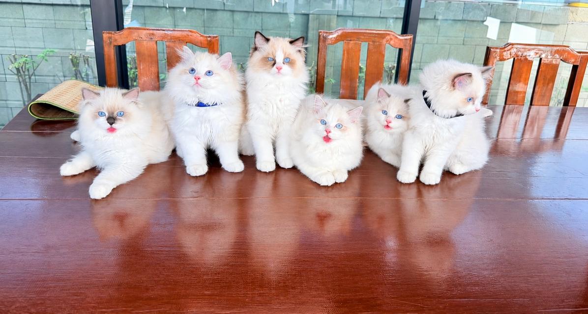 แมวแร็กดอลล์ (Ragdoll) อายุ 4 เดือน รูปที่ 10