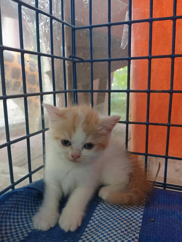 แมวสก็อตติช เพศเมีย น่ารัก