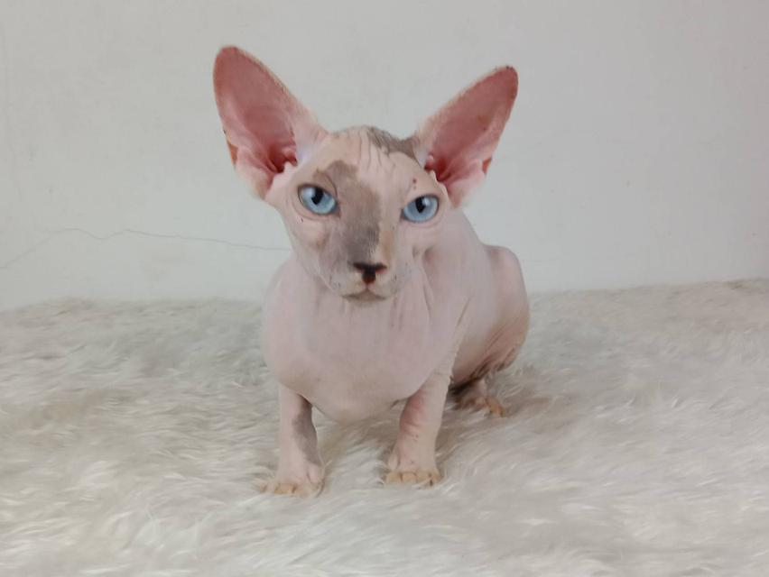 18.แมวสฟิงซ์/เพศเมีย หาบ้าน Sphynx Cat/Female looking for a new home 2