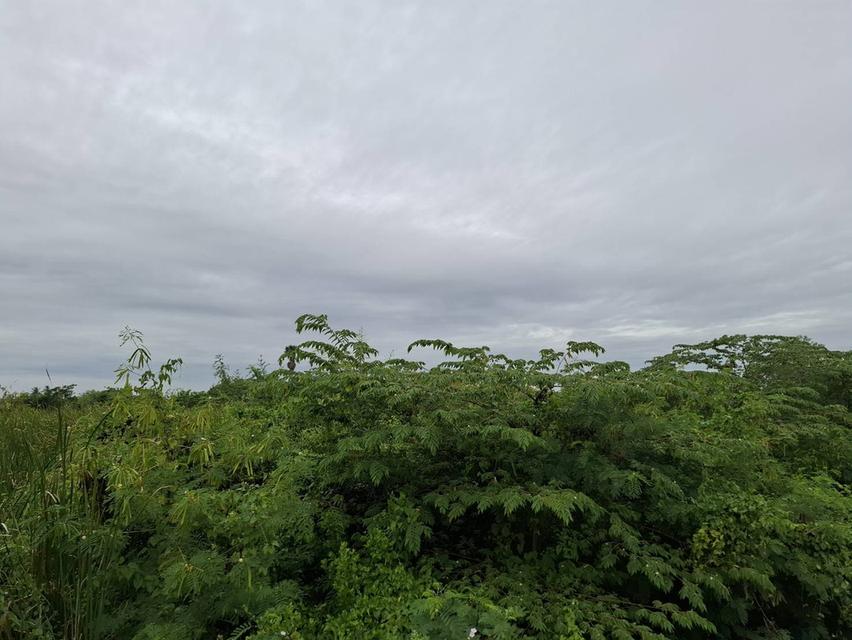 ขายที่ดินนครปฐม ถ.มาลัยแมน ต.ลำพยา อ.เมือง ราคาถูกทำเลทอง 9