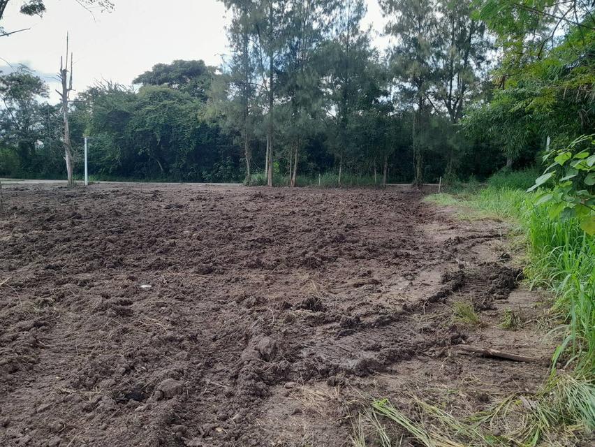 ขายที่ดินแปลงสวย 2 แปลง เริ่มต้น 300 ตร.ว. พร้อมโฉนด นส.4 โซนขนงพระ - ปากช่อง เขาใหญ่ ใกล้มอเตอร์เวย์ M6