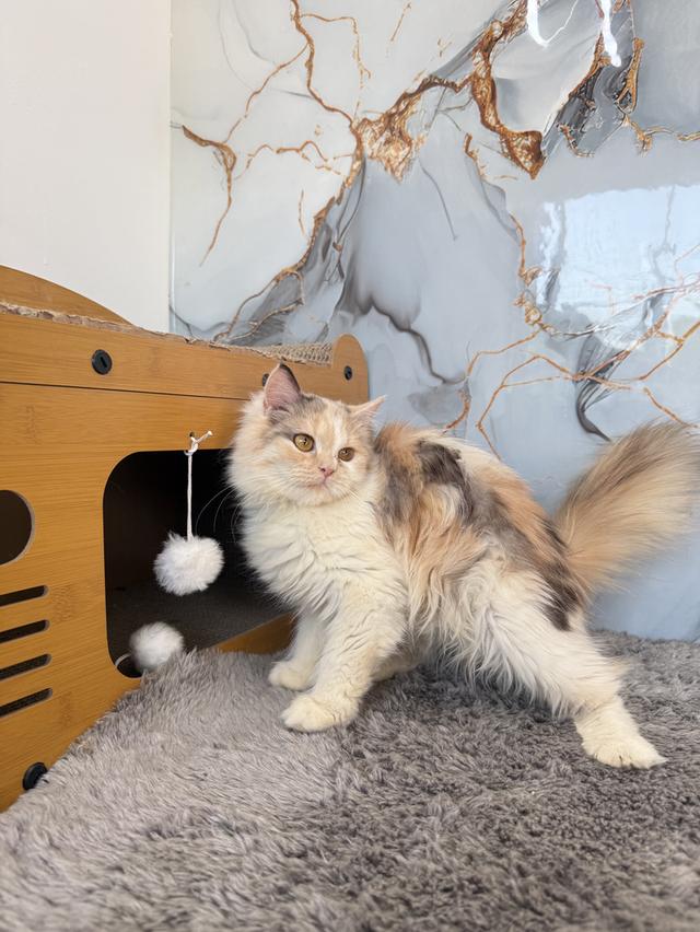 ลูกแมวพันธุ์เปอร์เซีย รูปย่อยที่ 3