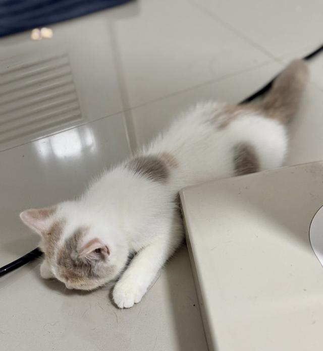 แมว British shorthair  3