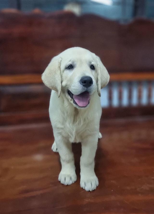 สุนัขลาบราดอร์เพศเมียลูกไทยแชมป์