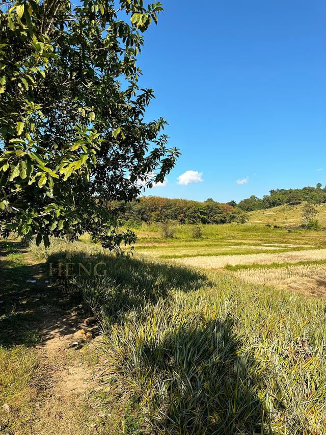 ที่ดินวิวภูเขา 88 ไร่ ติดถนนใหญ่ ทำเลอนาคตไกล แม่จัน  โอกาสพัฒนาได้หลายรูปแบบ!” 16