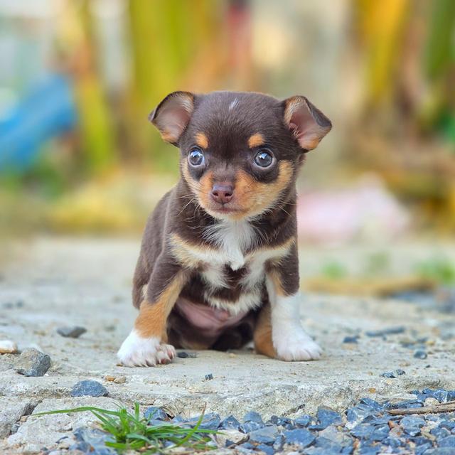 น้องโกโก้ Chihuahuaขนสั้นสีช็อคพร้อมย้ายบ้านจ้า รูปที่ 4