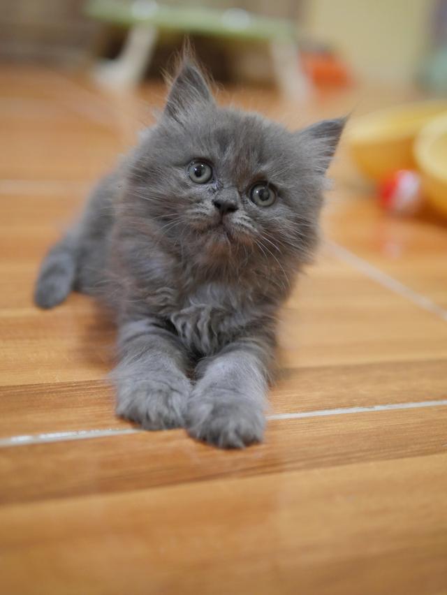 น้องแมวสก๊อตติสขนยาวว 