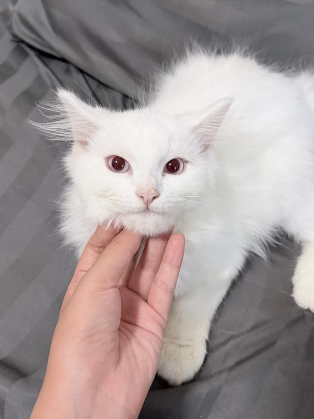 maine coon mixed cats