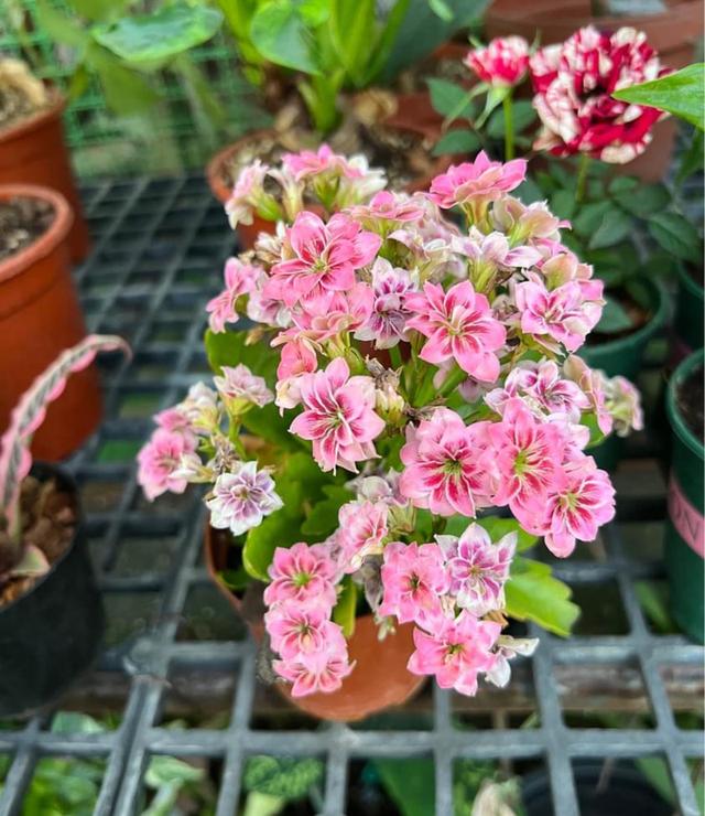 แบ่งขายกุหลาบหิน Kalanchoe blossfeldiana Poelln 3