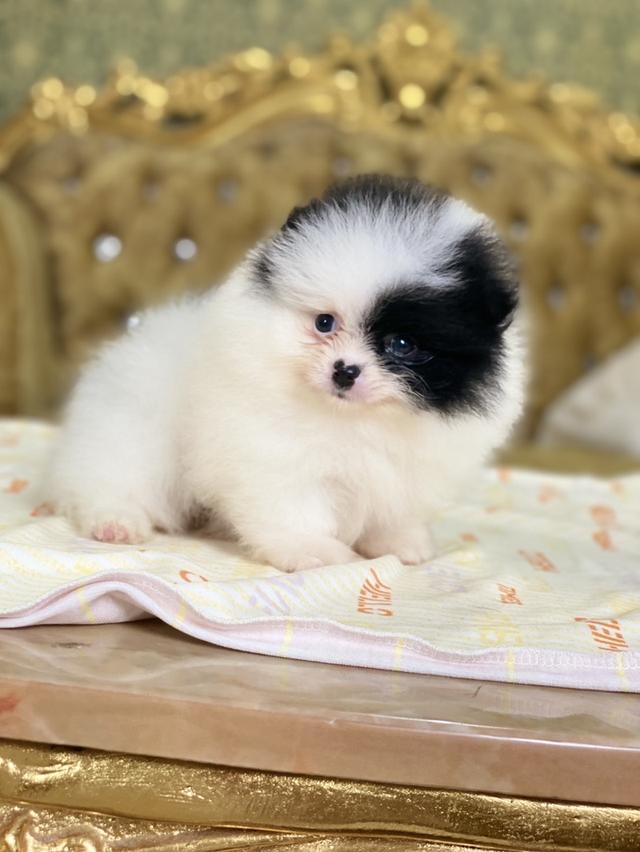 ลูกปอมเมอเรเนียนแท้ น่ารัก สีสวย