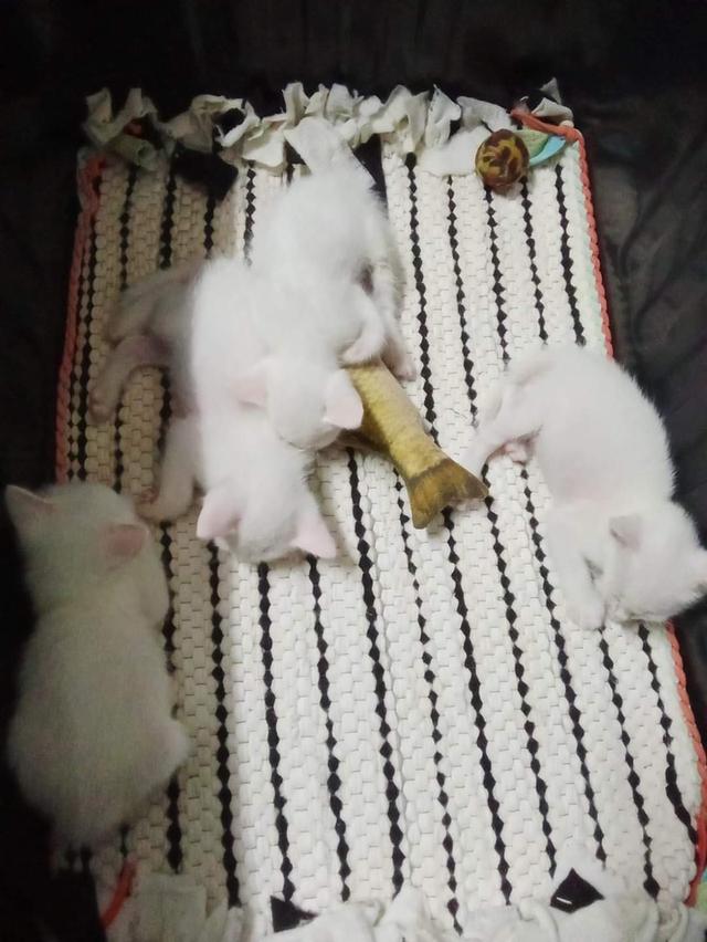 ลูกแมว ขาวมณี 4