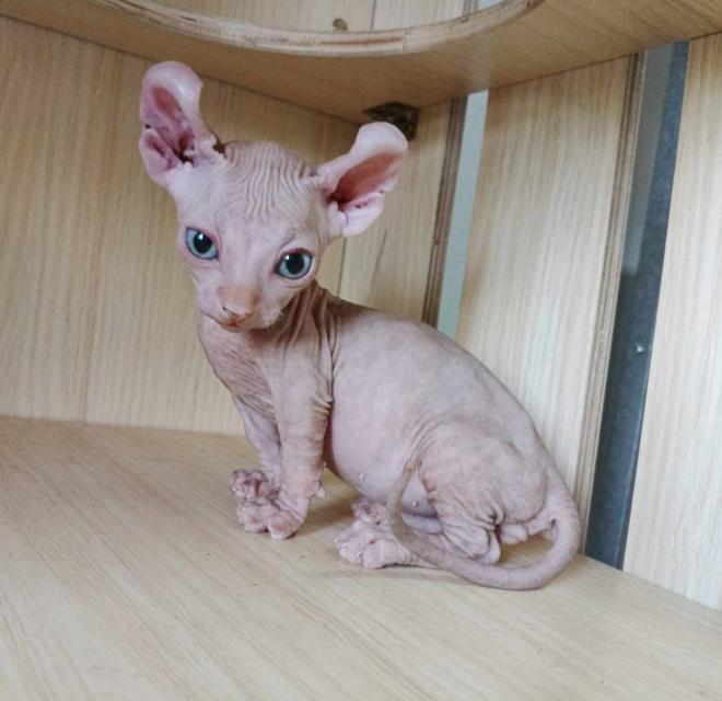 30.แมวดเวล/เพศผู้ หาบ้าน Dwelf Cat/Male looking for a new home