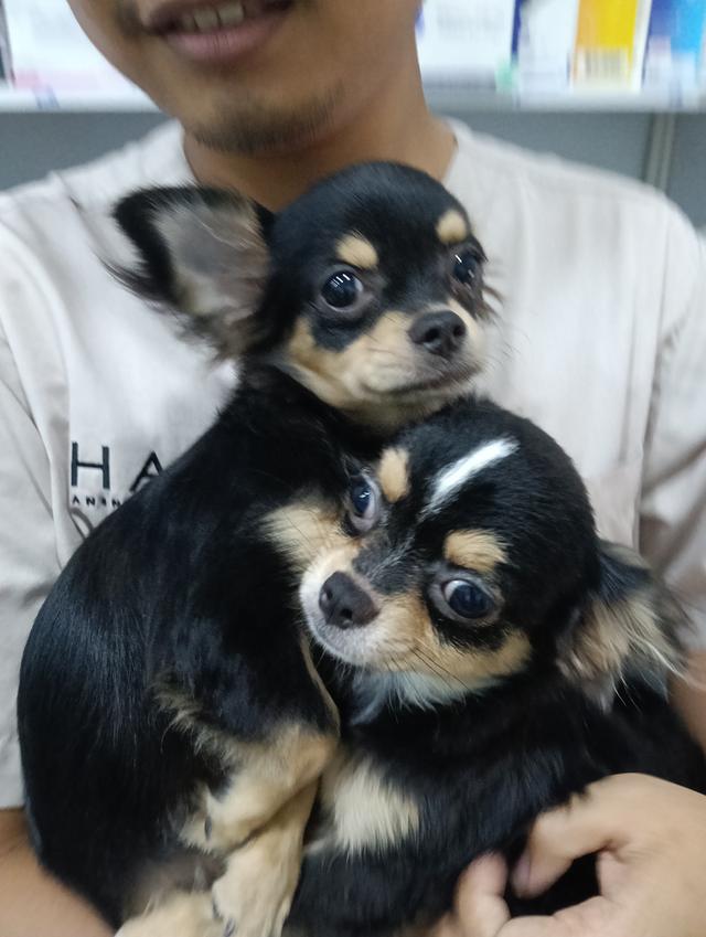 ชิวาวา 14