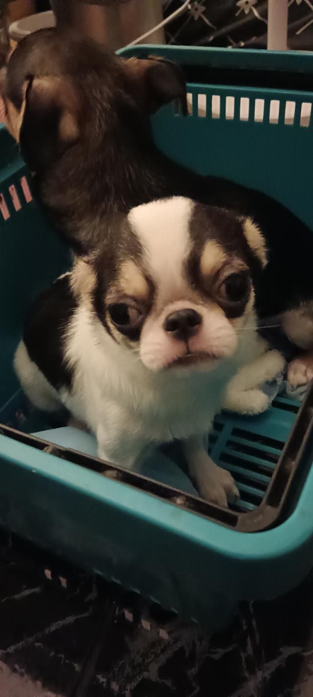 สุนัข ชิววาว่า  เพศช อายุ5เดือน 2ตัว 3