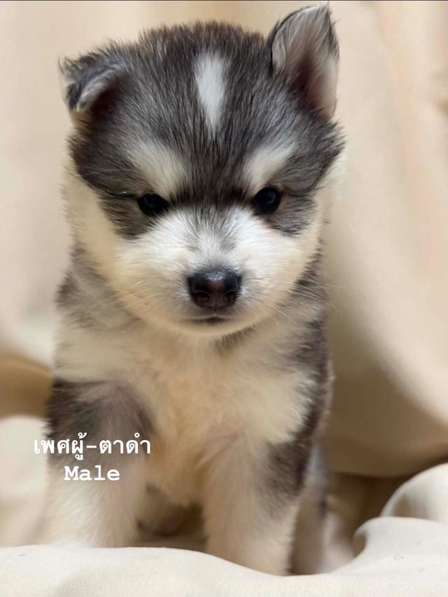 ลูกสุนัขไซบีเรียนฮัสกี้