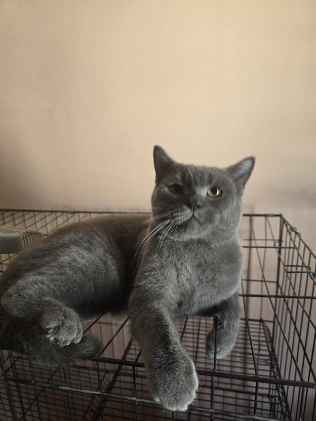 ลูกแมวบริติชช็อตแฮร์สายเลือดแชมป์ รูปที่ 6