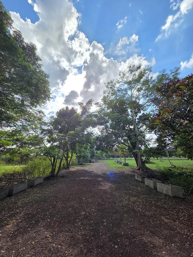 ขายที่ดิน 14 ไร่ แบ่งแปลงแล้ว สามพร้าว 2