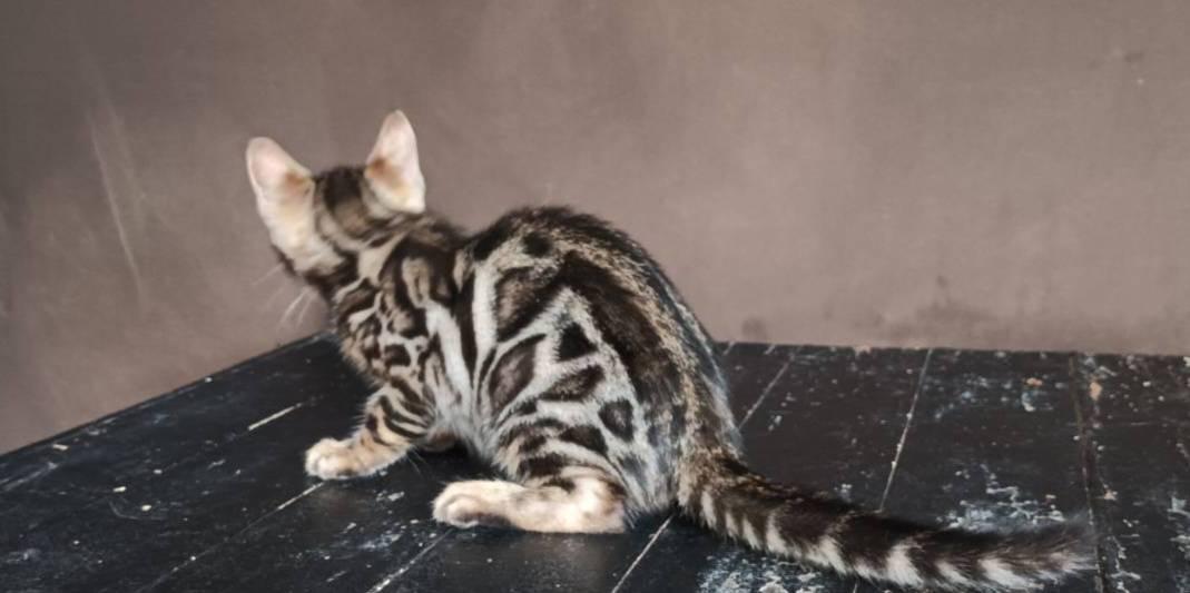 แมวเบงกอลพร้อมย้าย ช 2 ตัวสุดท้าย 4