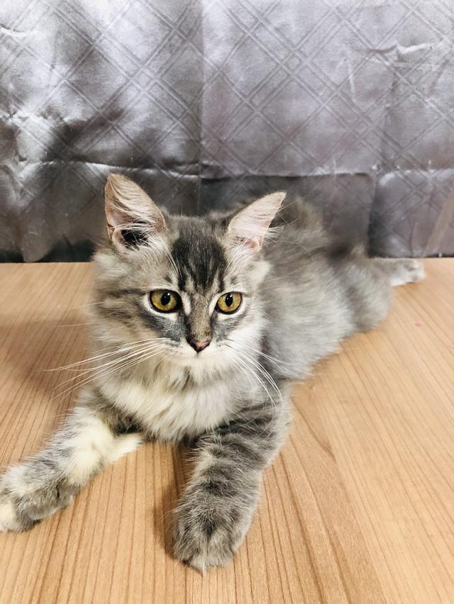 น้องแมวพันธุ์ หิมาลายันผสมชินชิล่า เพศหญิง 3