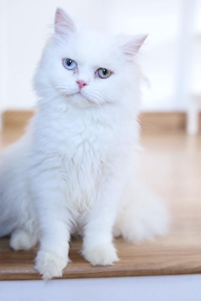 ขายแมวเปอร์เซียตาสองสีน่ารัก รูปที่ 6