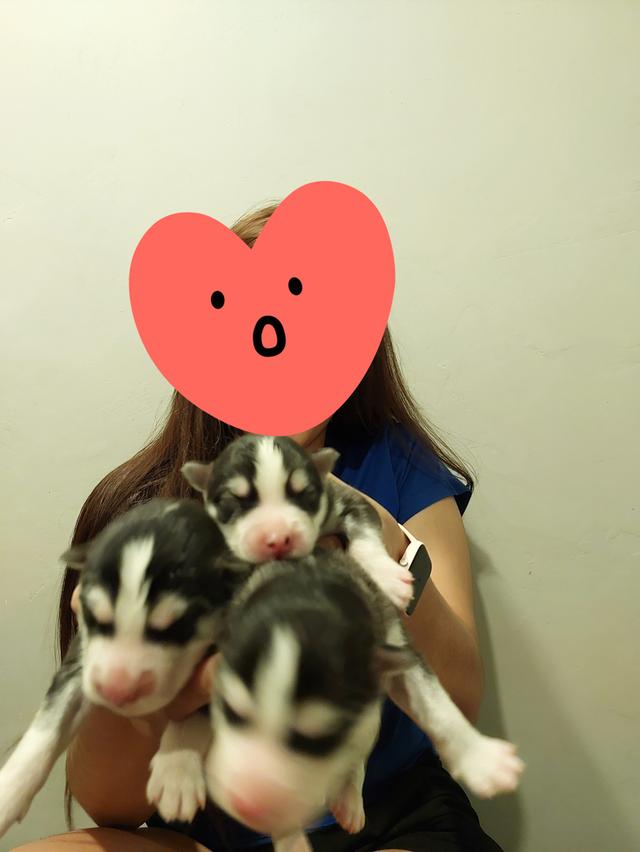 เปิดจองลูกสุนัข ไซบีเรียน ฮัสกี้ ครับ