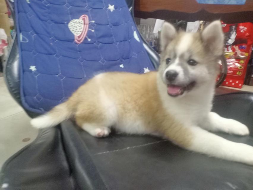 ลูกหมาบางแก้ว เพศเมีย