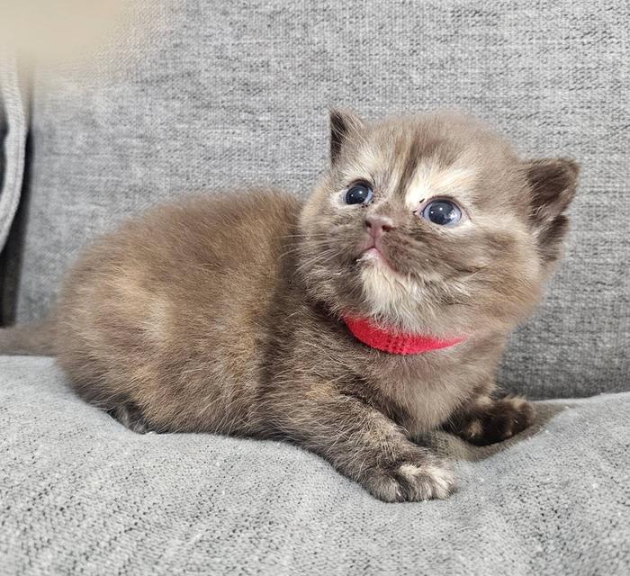 สก็อตติชแท้ สีช็อคครีม หายาก