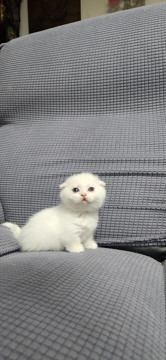 เด็กหญิงมัชน์กินหูพับ รูปที่ 6