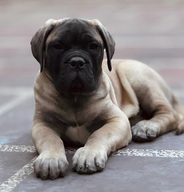 ขายลูกสุนัข Bullmastiff ตัวน้อย