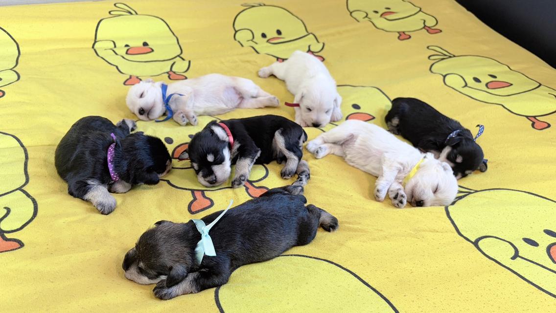 ชเนาเซอร์ เบบี๋ เปิดให้จองแล้ว