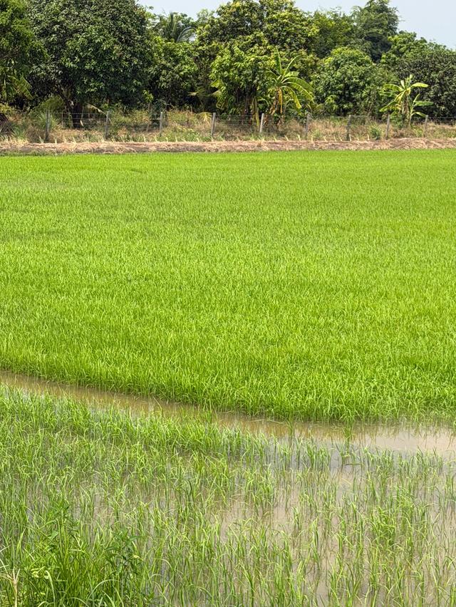 ที่ดินติดคลอง อ.เมือง จ.ฉะเชิงเทรา 3