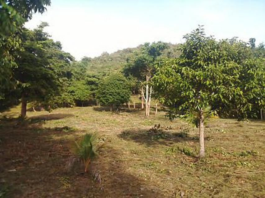 Land 933 sq.wah on the lower hill near sea  no sea view very greenery and peacefully Chumphon 6