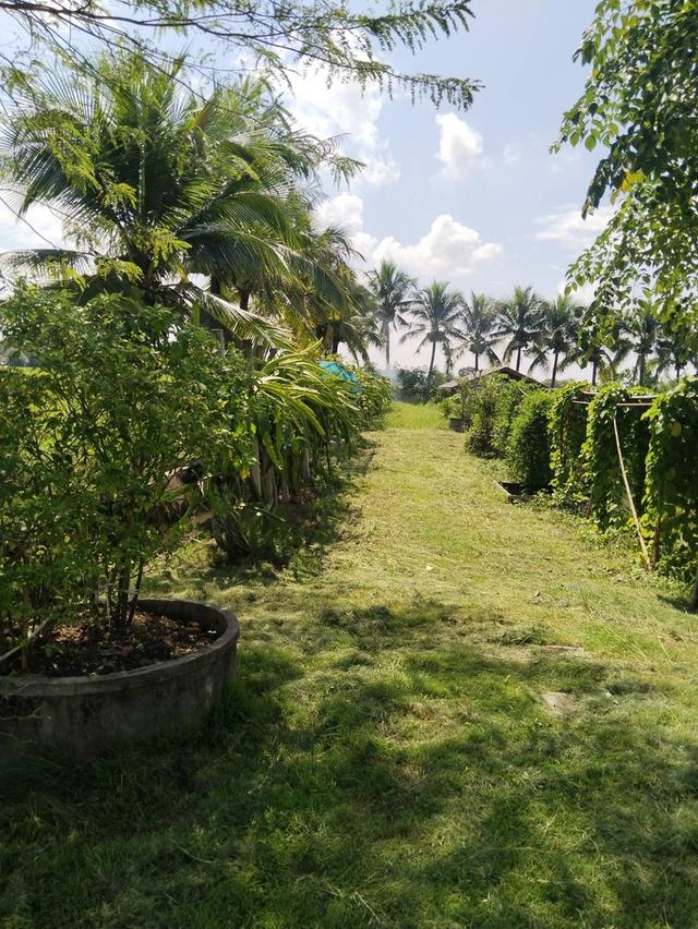 🏡ขายที่ดินพร้อมบ้านสวน พร้อมเข้าอยู่ 👩‍🌾👨‍🌾  📍ตำบล สง่าบ้าน อำเภอดอยสะเก็ด จังหวัดเชียงใหม่ 6