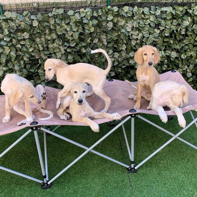 Saluki Puppies available | WhatsApp me : +66 63 826 3042 รูปที่ 2
