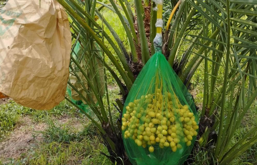 ขายด่วน ที่ดินอีสาน จ.ร้อยเอ็ด 8