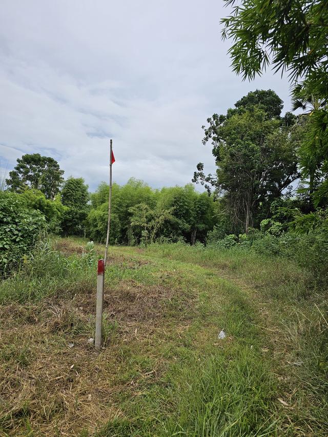 ต่อรองได้ vาย.....ด่วน ค่าใช้จ่ายคนละครึ่ง โซน C ที่ดิน 17 ไร่ #出售带建筑物的土地。#Land with buildings for sale. รูปที่ 8