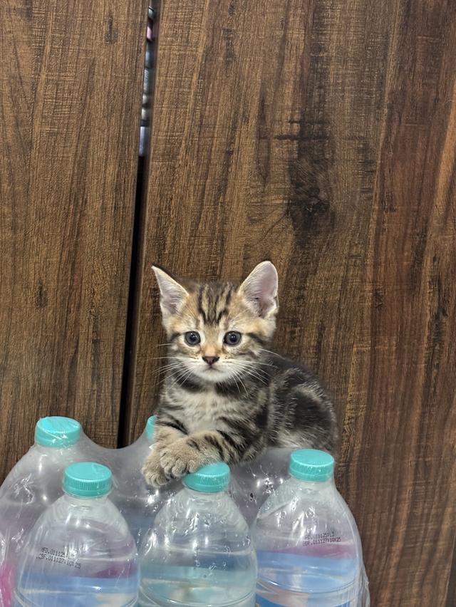 ลูกแมวพันธุ์ American Shorthair รูปที่ 4