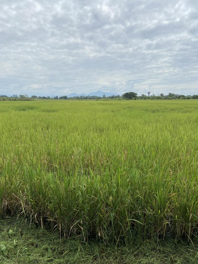 ขายที่สวนมะม่วง+ที่นาติดถนนเส้นหลัก มีน้ำใช้เยอะ 13