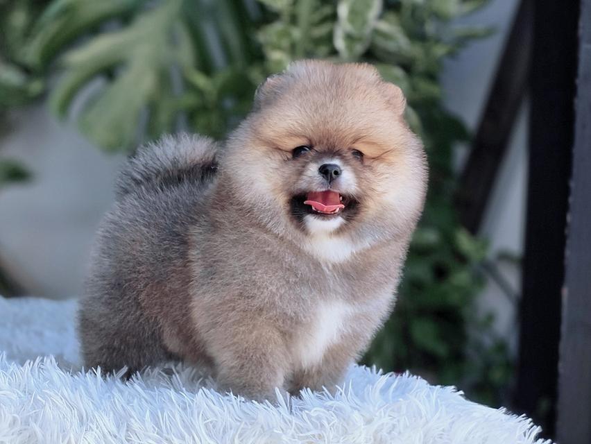 ปอมแท้ไซส์เล็กสองสาวโสด