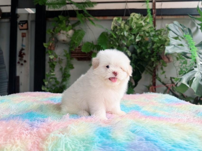 ชิสุผสมพุดเดิ้ล ผู้ สีขาวครีม พิกัดรามอินทรา 8