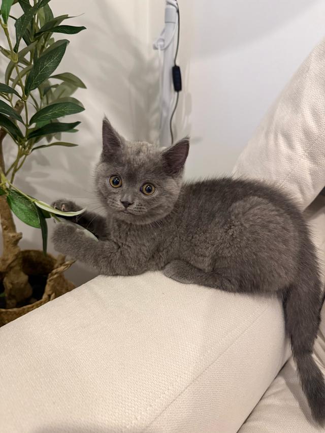 แมว British short hair กทม เท่านั้นค่ะ