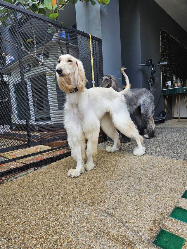 น้องหมาอัฟกันฮาว 3
