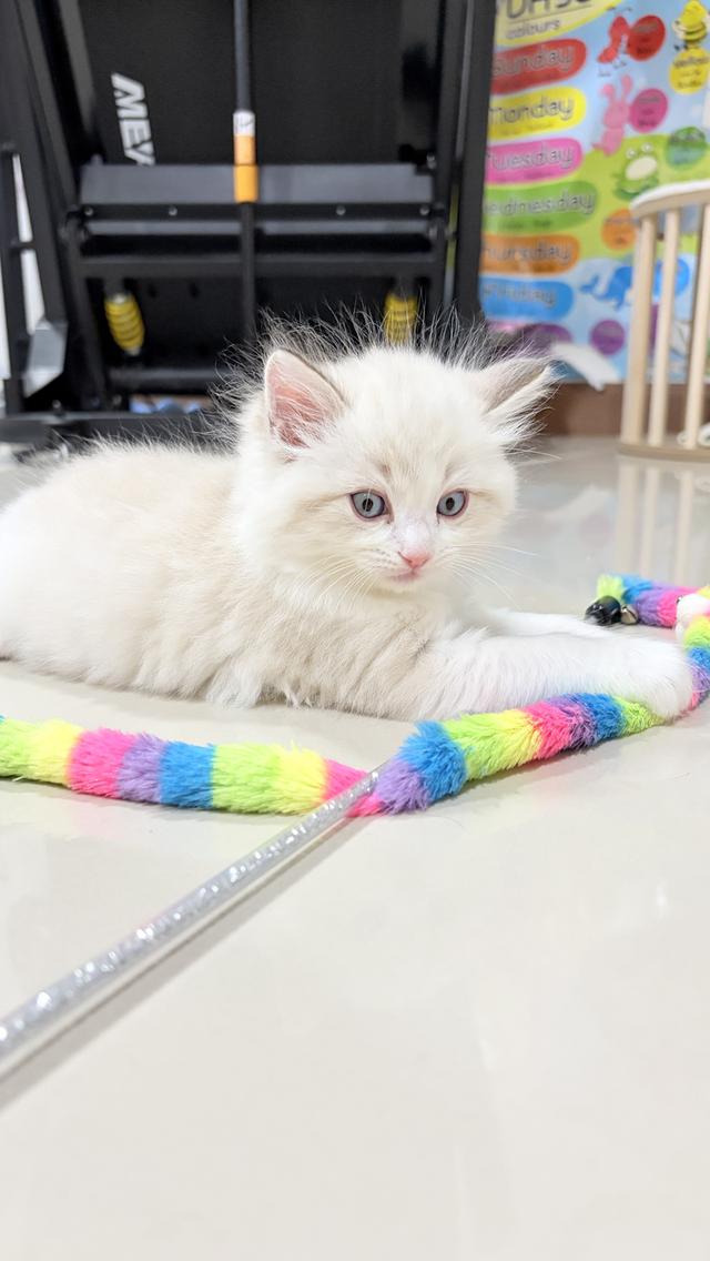 น้องแมวสายพันธุ์ Ragdoll เพศผู้ น้องรักขี้อ้อน เป็นมิตรกับทุกคน